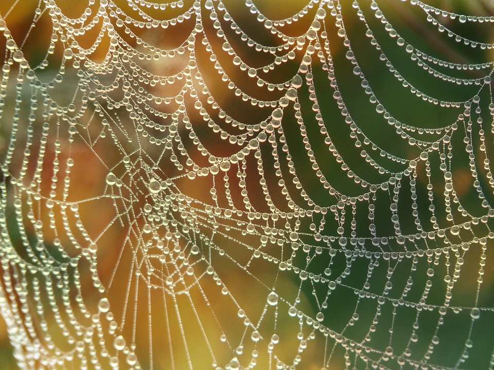 Web morgentau beaded