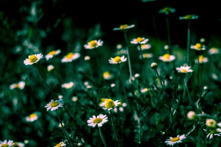 Selective Focus Of White Petaled Flowers