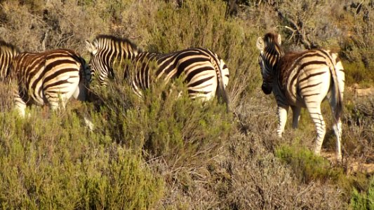 Wildlife Zebra Grassland Terrestrial Animal photo