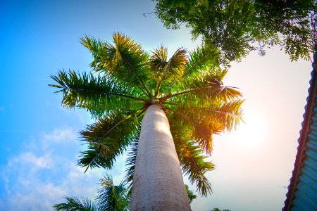 Sky Tree Palm Tree Arecales