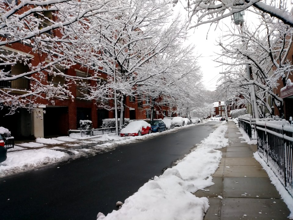 Snow Winter Tree Neighbourhood