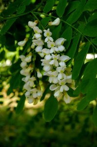 Plant Flora Flower Spring
