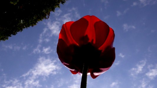 Flower Sky Red Flowering Plant