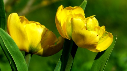 Flower Yellow Plant Tulip photo
