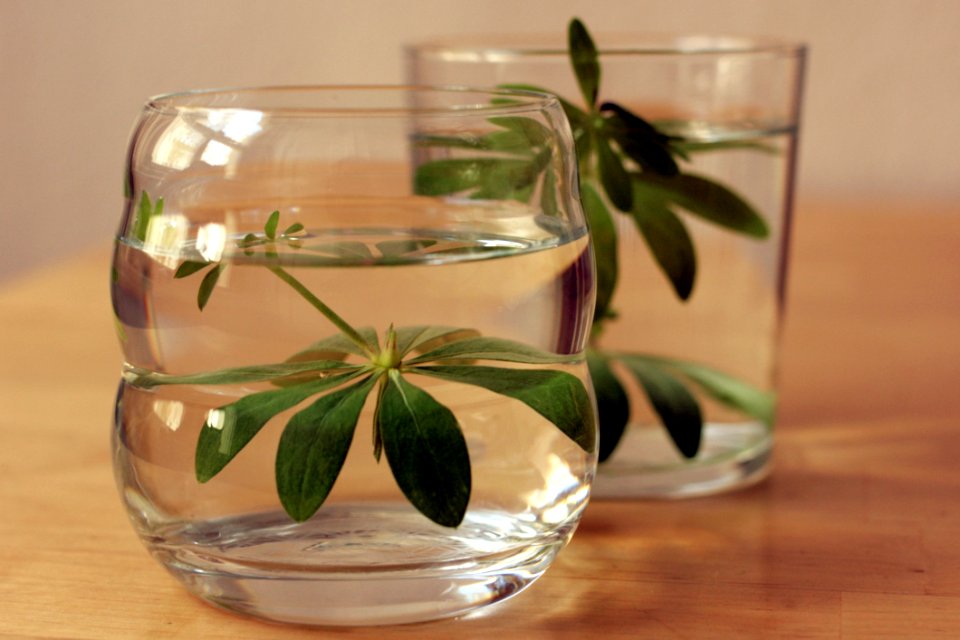 Glass Old Fashioned Glass Flowerpot