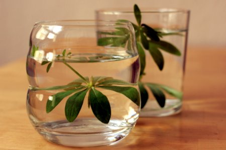 Glass Old Fashioned Glass Flowerpot