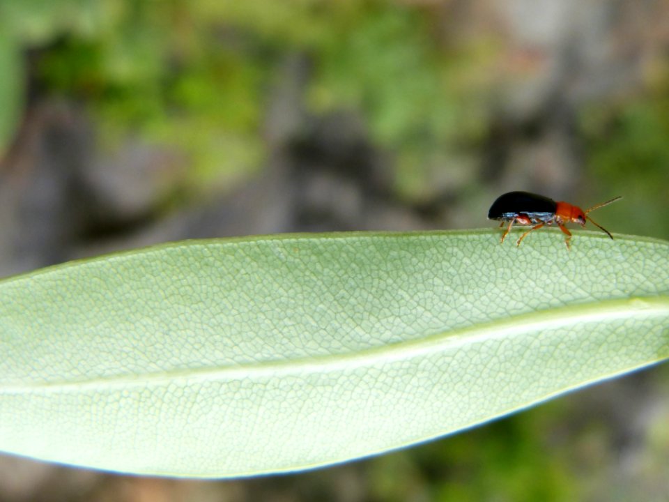 Fauna Insect Bird Leaf