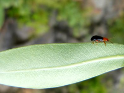 Fauna Insect Bird Leaf