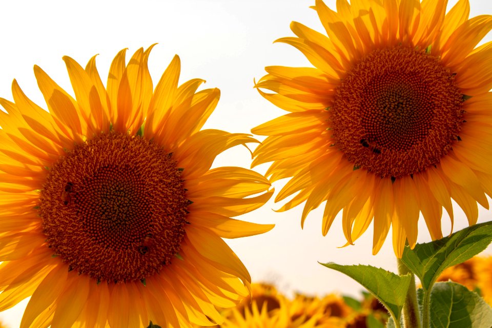 Sunflower Flower Yellow Sunflower Seed
