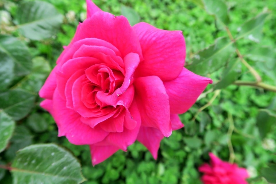 Flower Rose Rose Family Plant