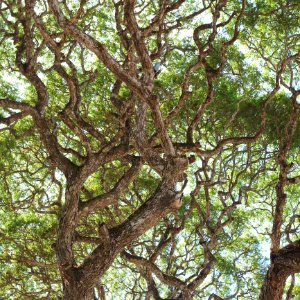 Tree Branch Woody Plant Plant