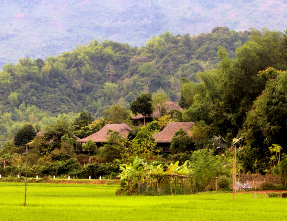 Vegetation Nature Grassland Field