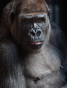 Big black endangered