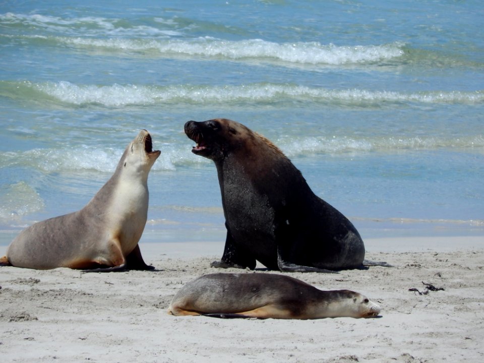 Seals Mammal Fauna Terrestrial Animal