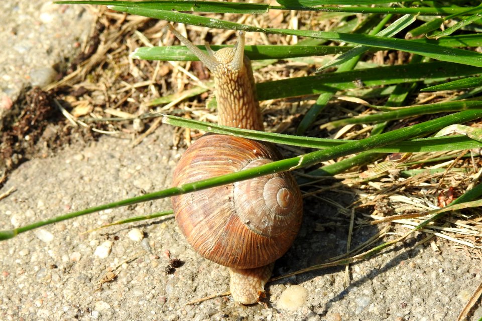 Snails And Slugs Snail Molluscs Invertebrate