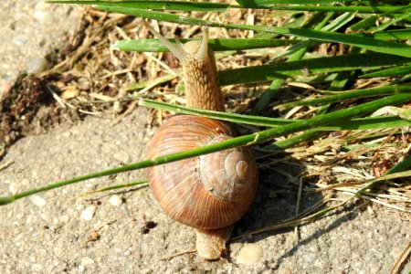 Snails And Slugs Snail Molluscs Invertebrate