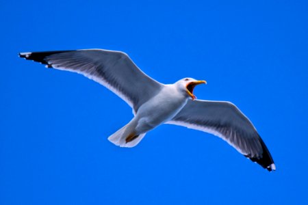 Bird Gull European Herring Gull Sky photo