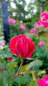 Flower Rose Rose Family Pink