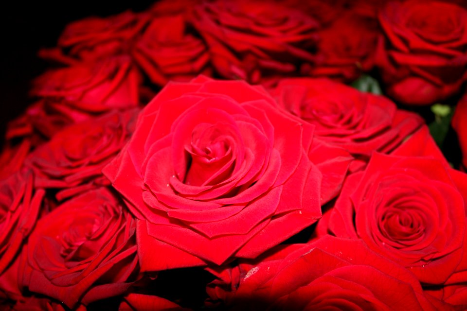 Flower Rose Garden Roses Red