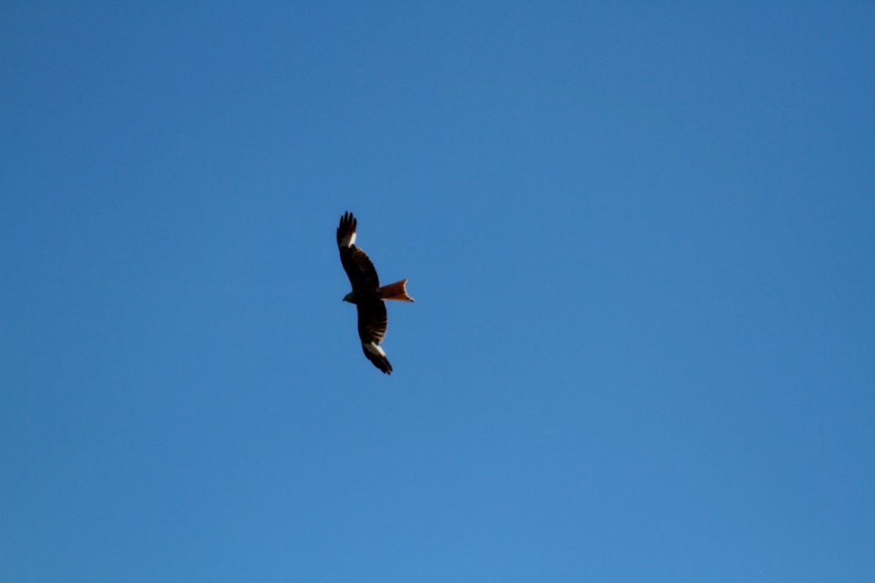 Sky Bird Eagle Bird Of Prey