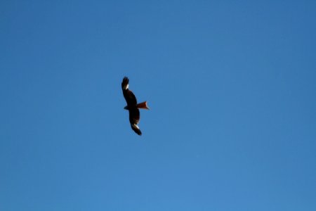 Sky Bird Eagle Bird Of Prey