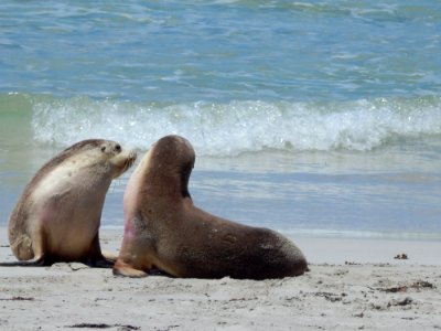Seals Mammal Fauna Marine Mammal