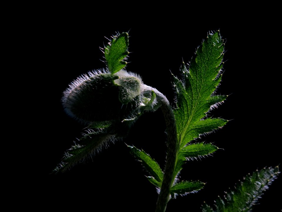 Leaf Plant Organism Plant Stem