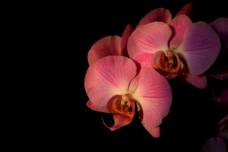 Flower Flowering Plant Pink Flora