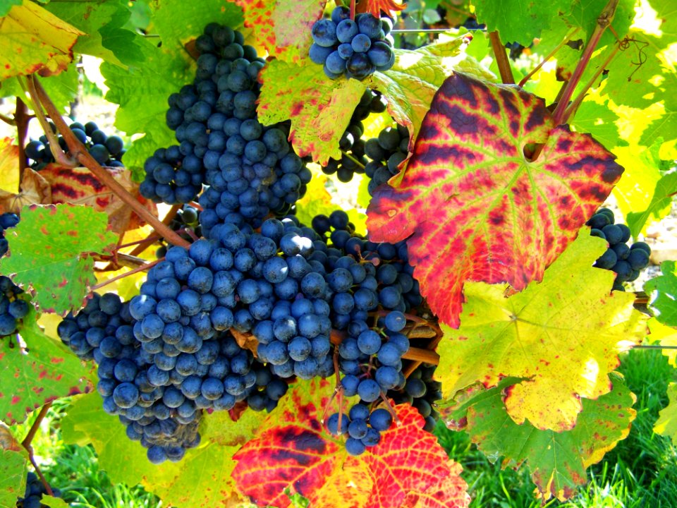 Grape Fruit Grapevine Family Vitis