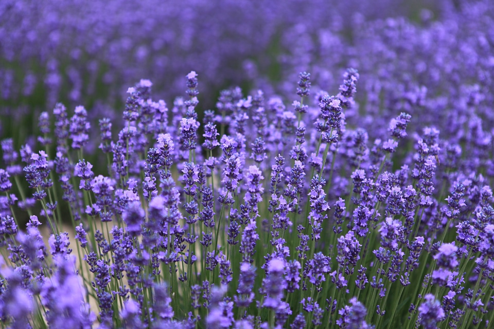 Flower purple plant