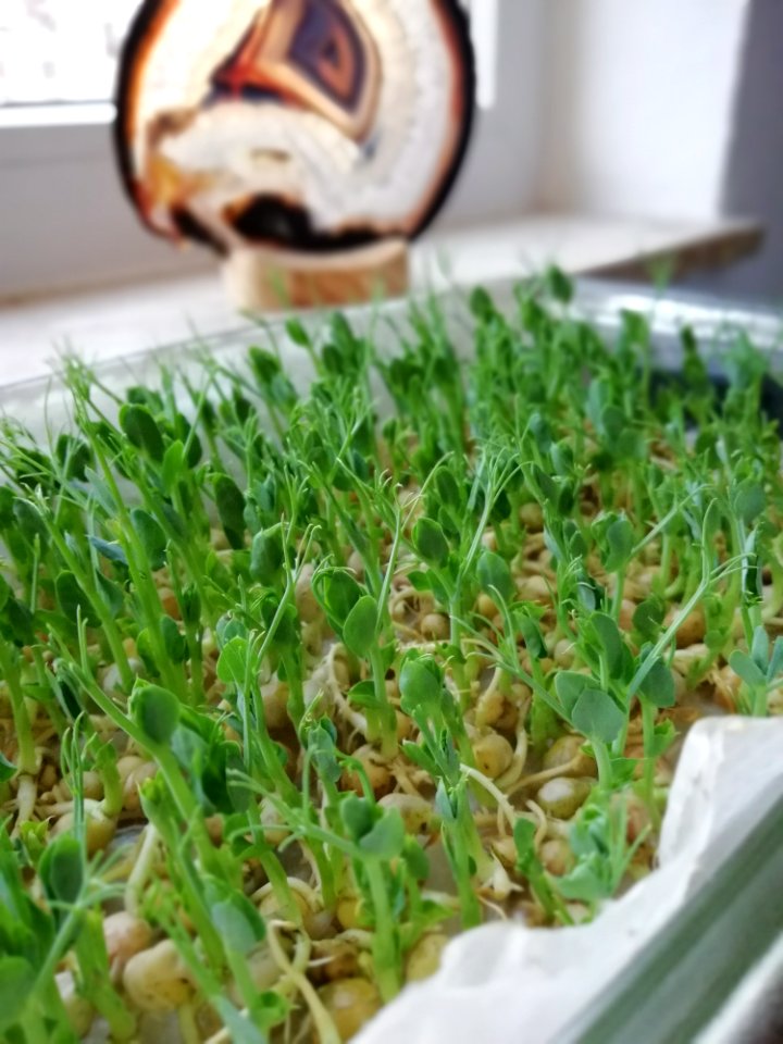 Plant Grass Grass Family Herb