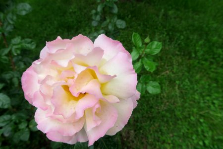 Flower Rose Rose Family Pink photo