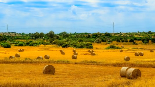 Grassland Field Hay Ecosystem photo