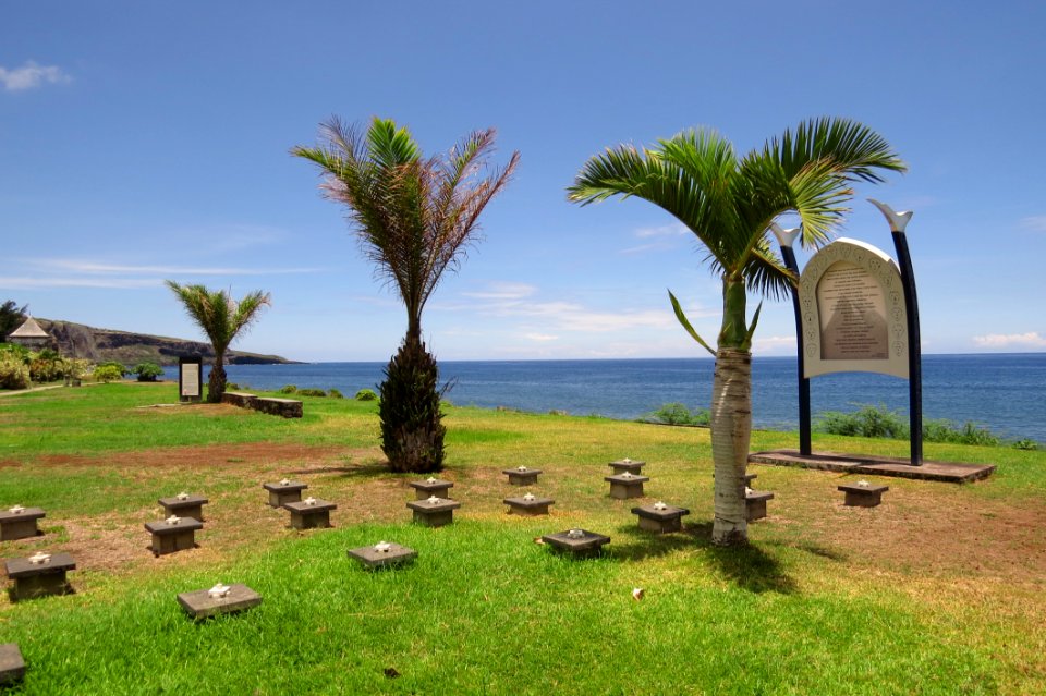 Property Palm Tree Arecales Tree