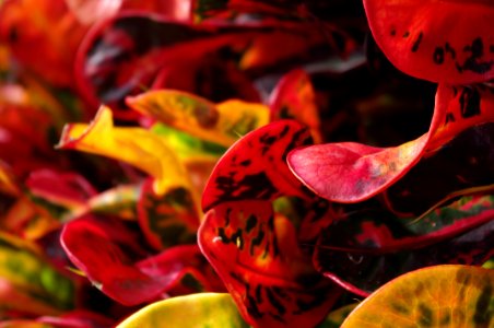 Red Flora Yellow Leaf photo