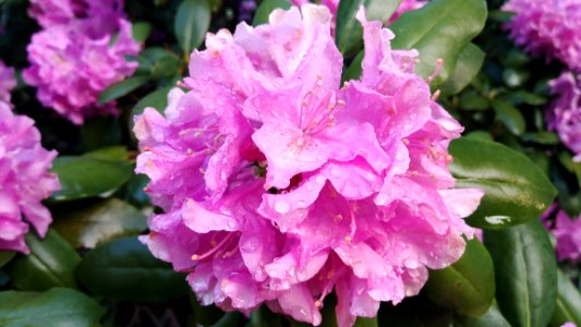 Flower Plant Pink Flowering Plant