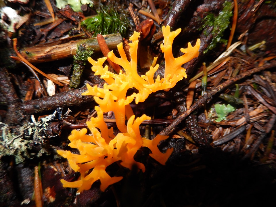 Forest mushrooms fall nature