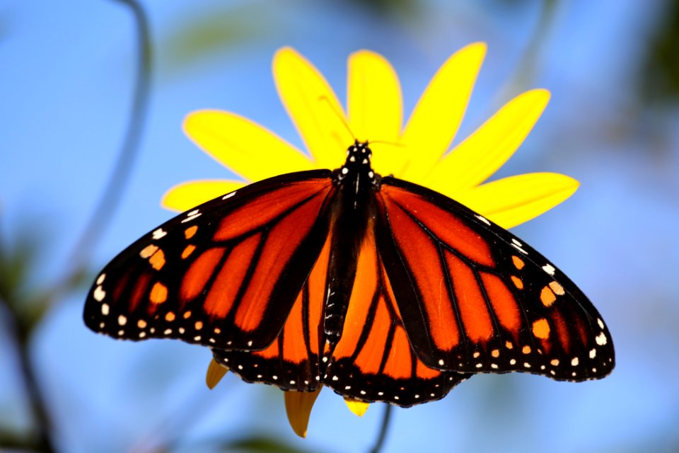 Butterfly Moths And Butterflies Monarch Butterfly Insect