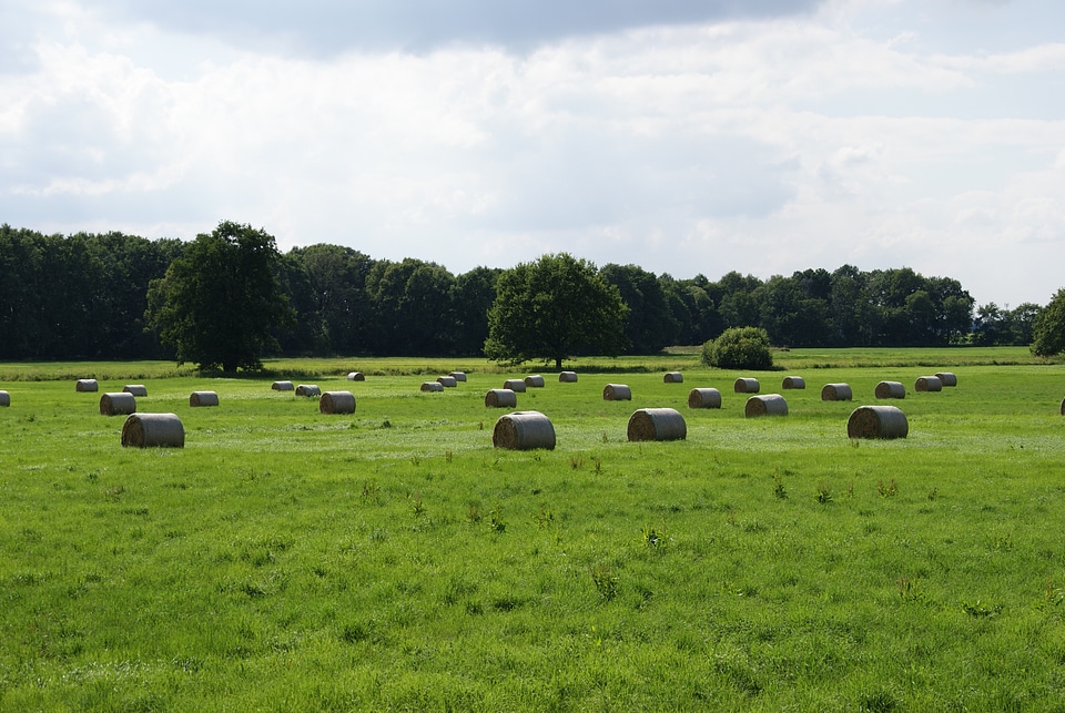 Bale meadow landscape