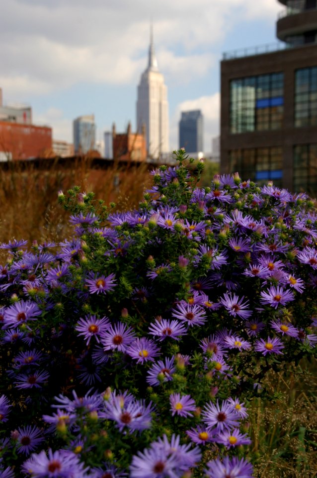 Flower Plant Purple Flora