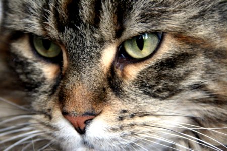 Cat Whiskers Mammal Eye