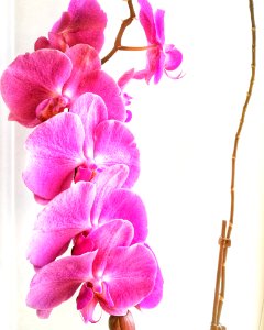 Flower Pink Flowering Plant Purple