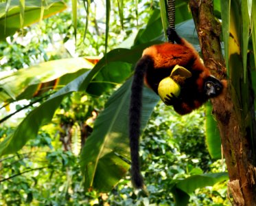 Mammal New World Monkey Fauna Jungle