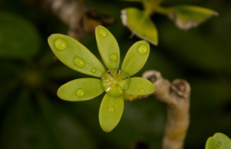 Flora Leaf Macro Photography Organism