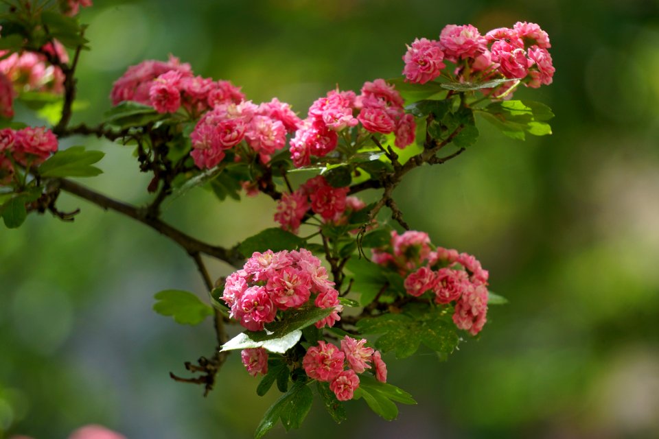 Flower Plant Hawthorn Branch