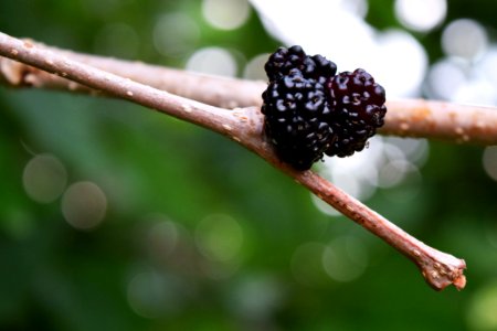Mulberry Fruit Tree Red Mulberry Berry