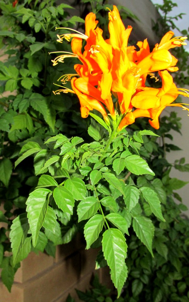 Plant Flower Flora Flowering Plant
