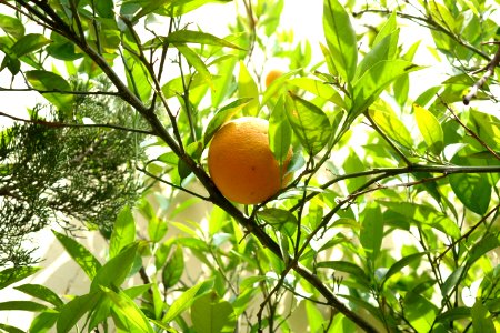 Citrus Fruit Tree Plant Fruit photo