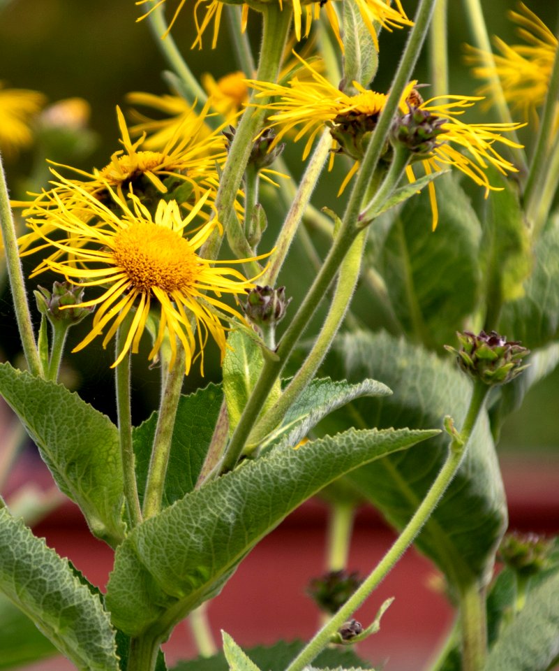 Flower Plant Flora Sow Thistles