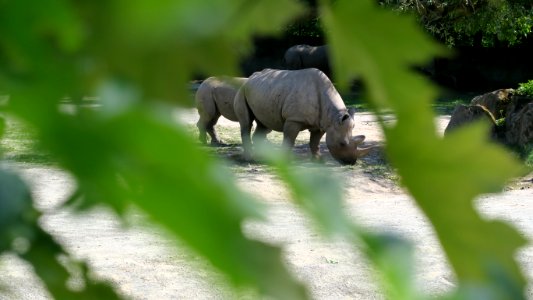 Wildlife Fauna Terrestrial Animal Rhinoceros